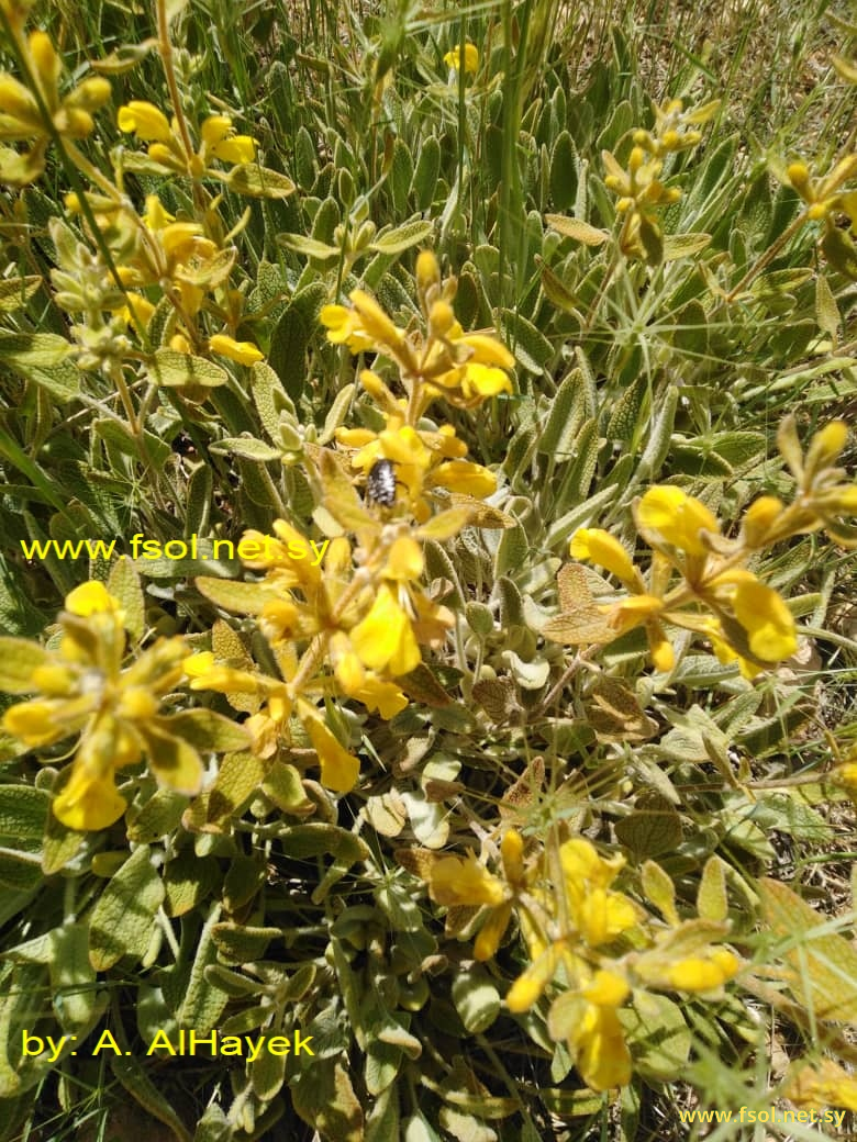 Phlomis syriaca Boiss.